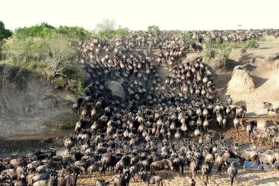 🕓3 days group to maasai mara in 4×4 landcruiser no park fees