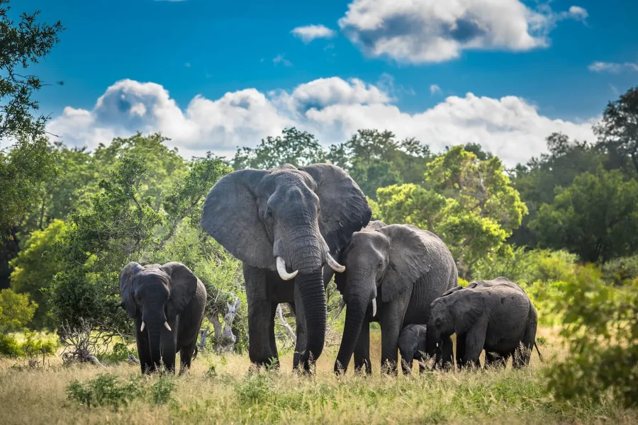 🕓3 Days: Kruger National Park Safari, Mpumalanga, and Maputo City Tour