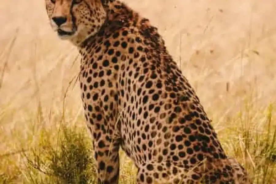 🚸3 Days Maasai Mara Joining