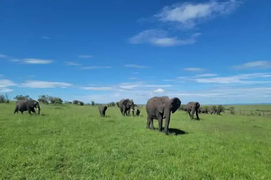 🚸3 Days Maasai Mara Private Safari