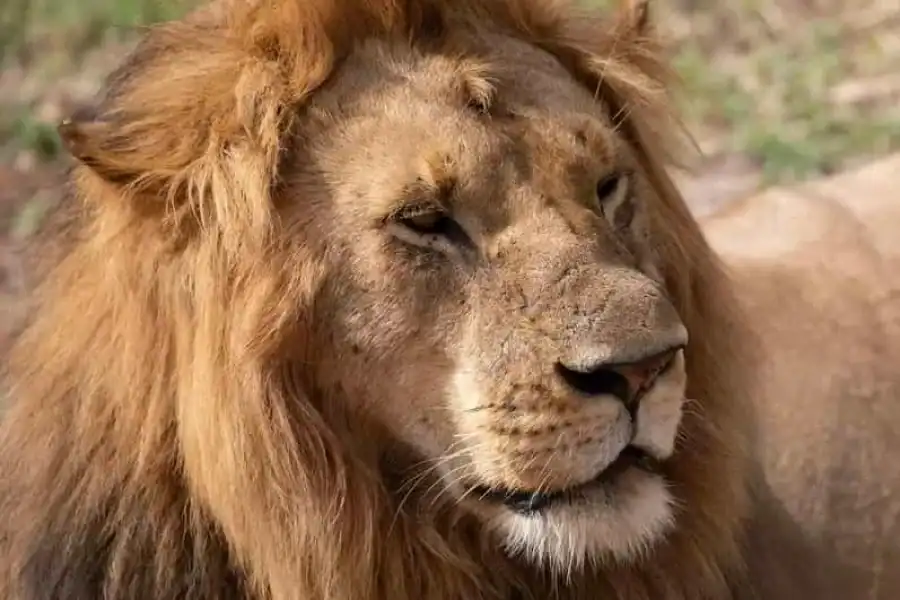 🚸3 Days Masai Mara Gamedrive Safari On 4×4 Landcruiser Jeep