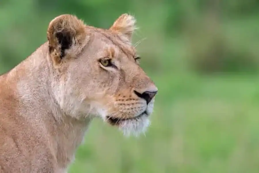 🚸3 Days Masai Mara Joining Safari