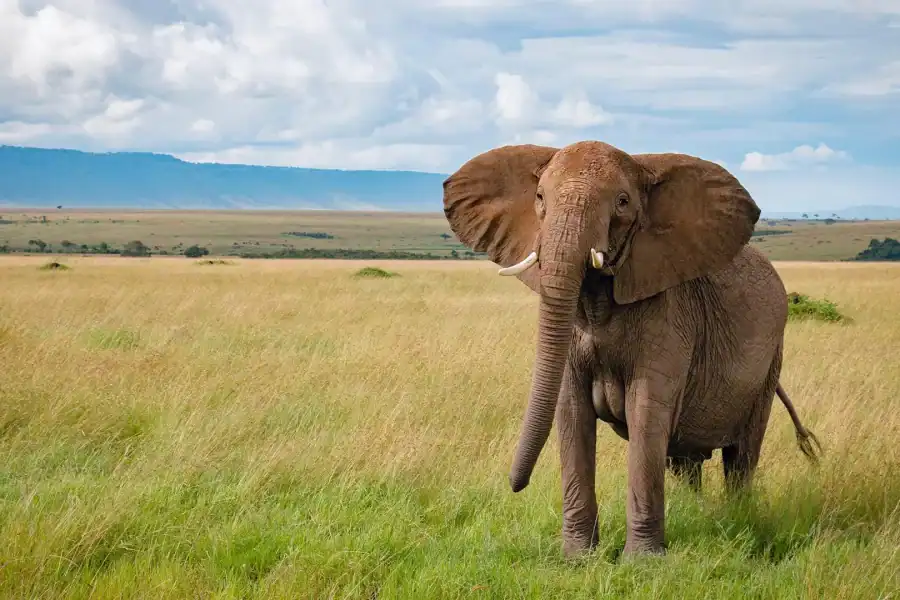 🕓3-Days Masai Mara Joining Safari From Nairobi