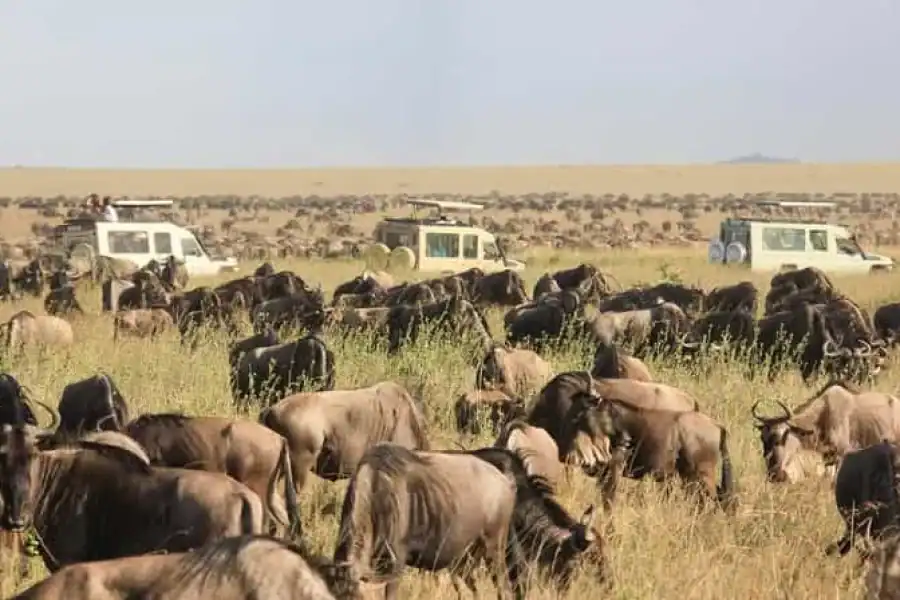 🚸3-days Masai Mara Joining Safari From Nairobi