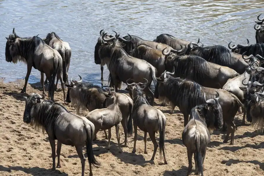 🕓3 days masai mara safari