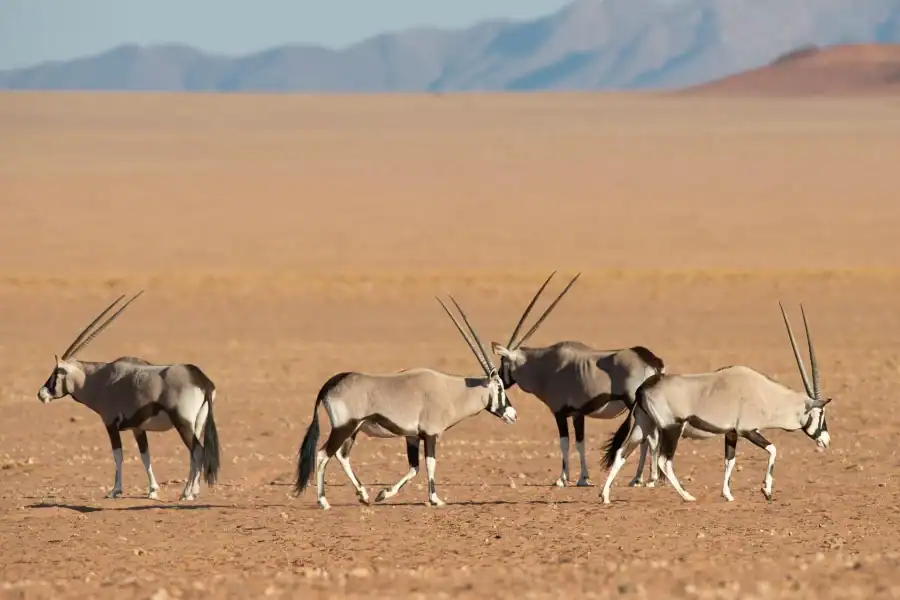 🕓3 Days Namibia Sossusvlei Desert Safari