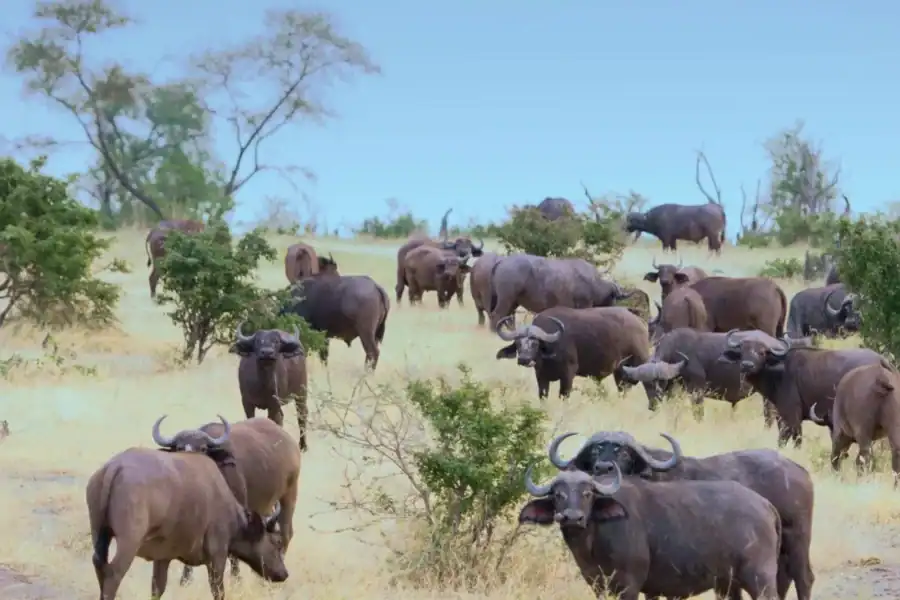 🕓3 Days Nyerere National Park Safari (Selous Game Reserve)