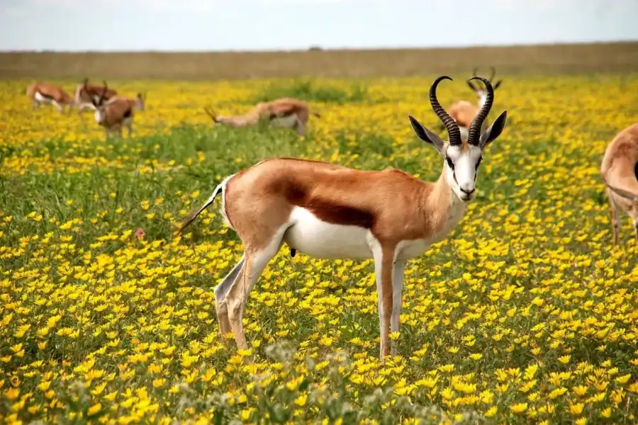 🕓3 days safari: Nyerere national park from Dar es salaam