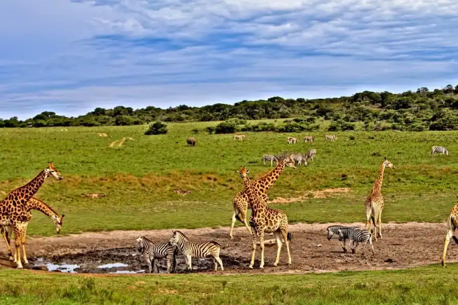 🕓3 days Tsavo East and Saltlick safari from Diani/Mombasa