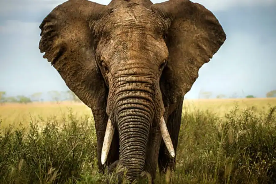 🕓3 Days Tsavo East and Tsavo West Safari from Nairobi