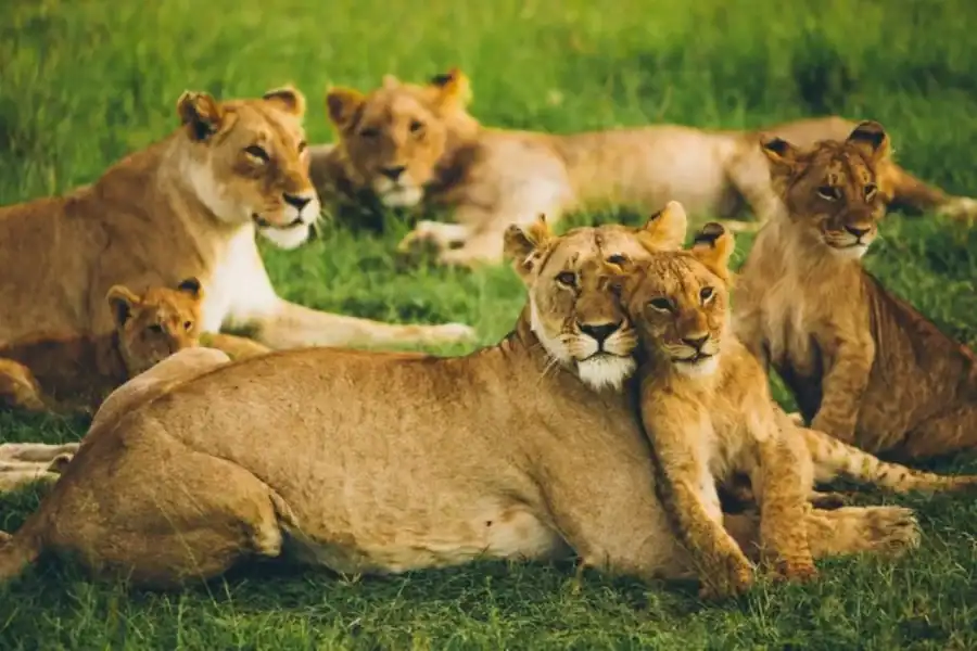 🕓3 DAYS,2 NIGHTS GROUP SAFARI TO MAASAI MARA-WITH PARK FEES