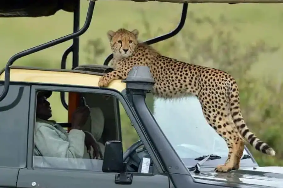 🚸3days Masai Mara Lodge Safari With A 4×4 Jeep – Luxury