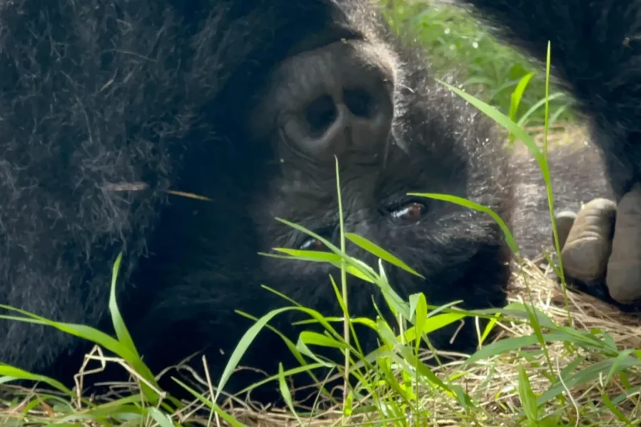🕓4 Day Congo (DRC) Gorilla Trekking& Nyiragongo Hiking