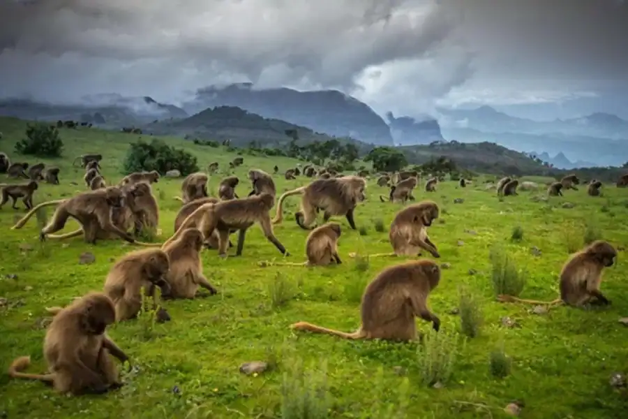🕓4-Day Simien Mountains Trek with Flights