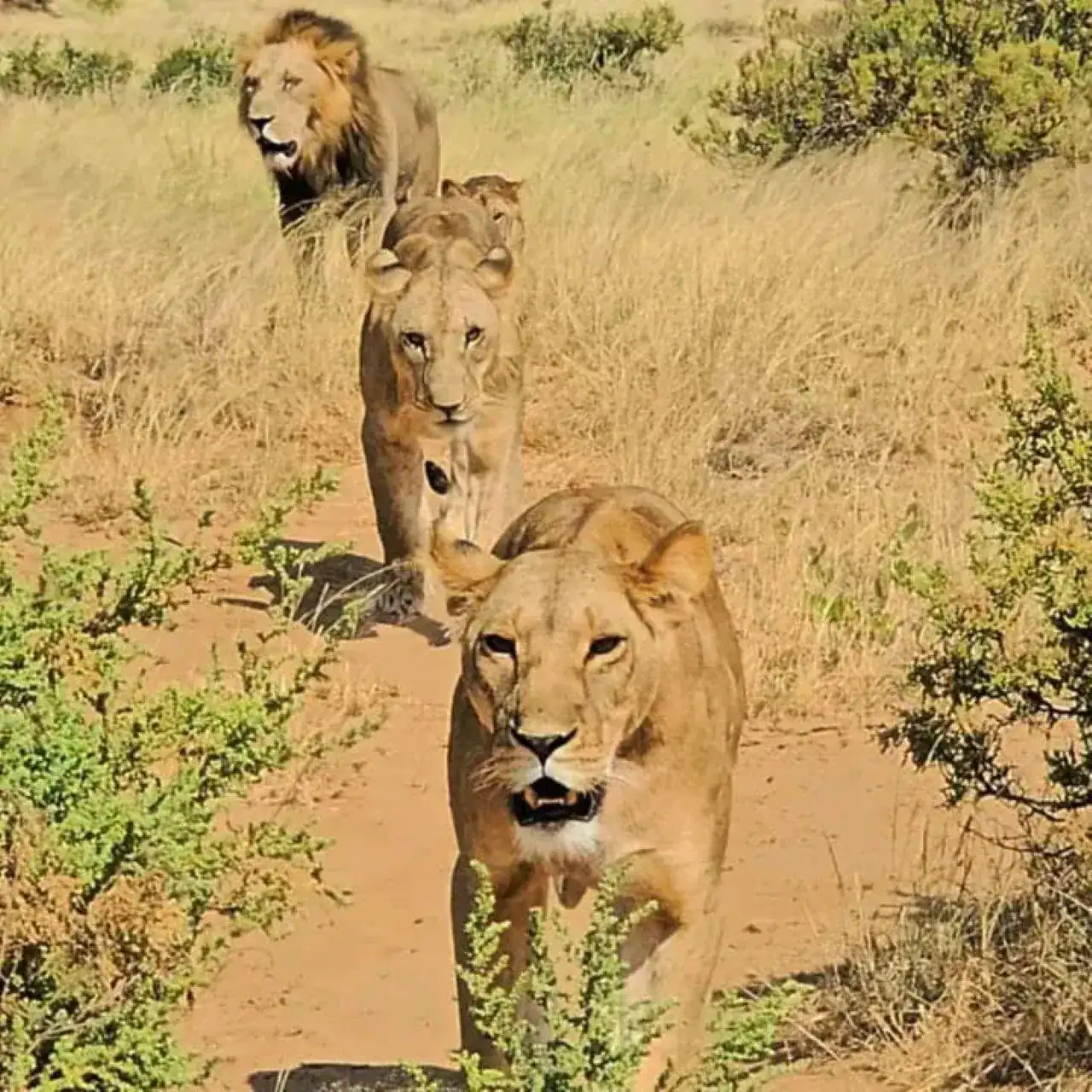 🕓4 Days budget safari to Maasai Mara and Lake Nakuru Park