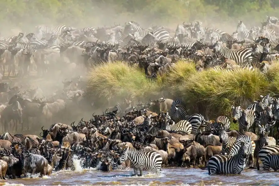 🕓4 days Group safari in Masaai Mara and Lake Nakuru Park