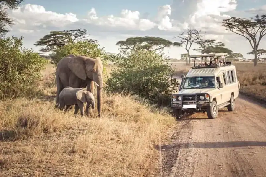 🚸4 Days Masai Mara And Lake Nakuru Budget Safari On 4×4 Jeep