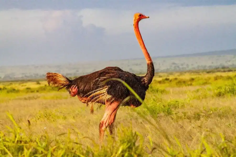 🕓4-Days Tsavo East-Amboseli-Tsavo West Safari (with options)