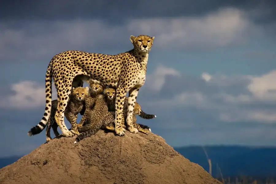 🕓4Days Masai Mara and Lake Nakuru Safari on 4×4 Land Cruiser