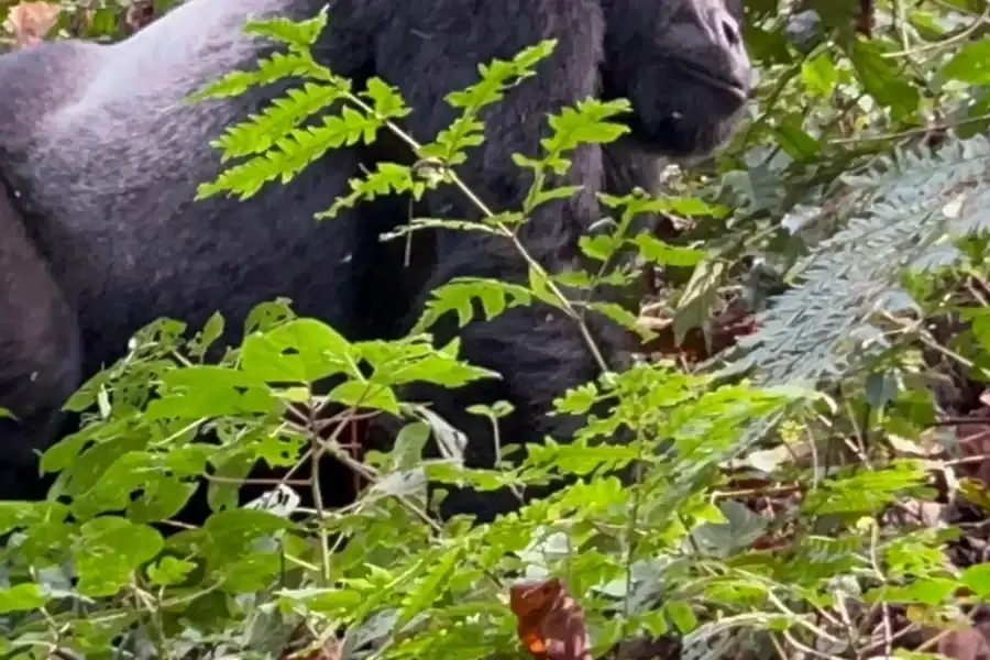 🕓5 Day Gorilla Trek, Coffee Tour& Bwatwa Cultural Experience