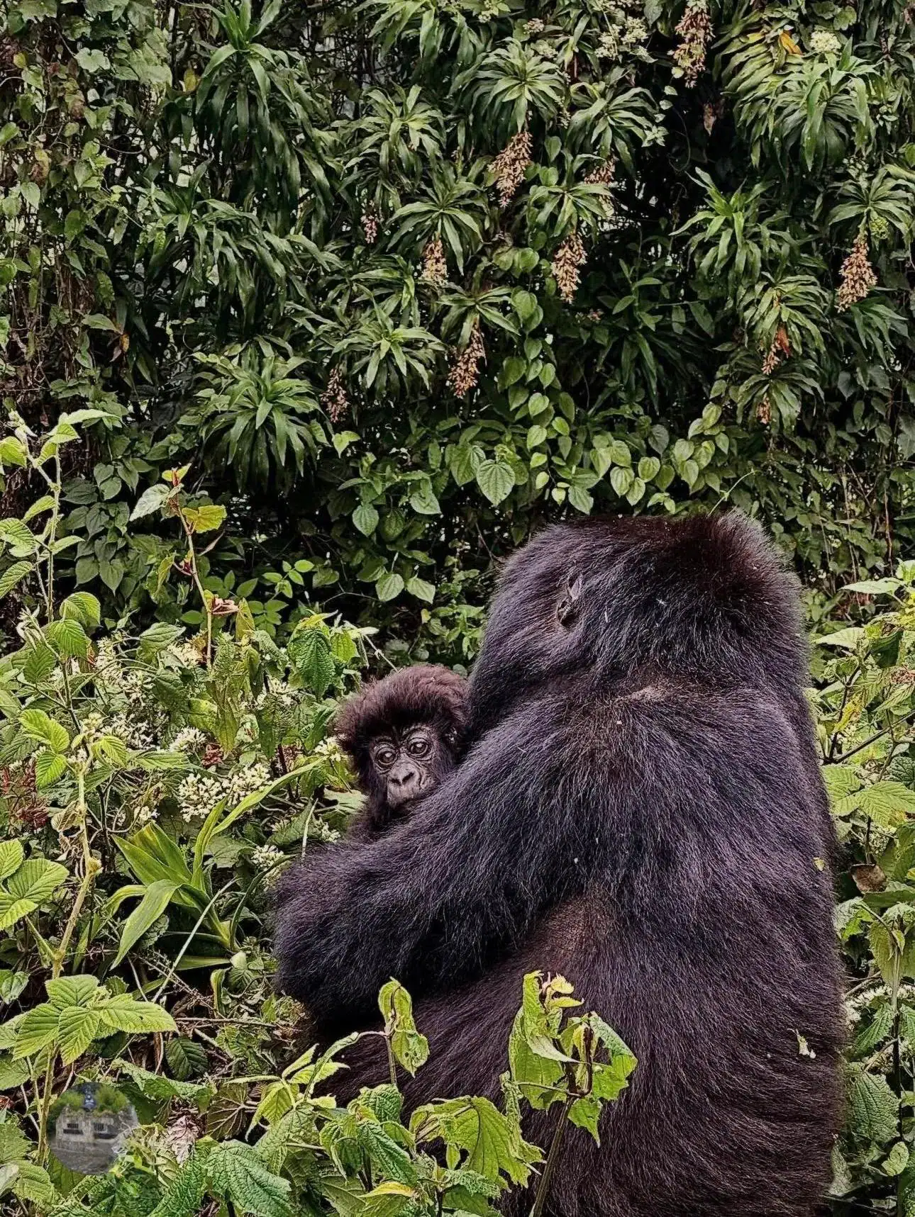 🕓5-Day Gorilla Trekking& Wildlife Safari Experience