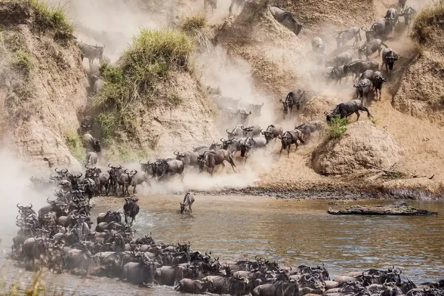 🕓5-Day Kenya Classic: Mara, Lake Nakuru& Amboseli in Jeep