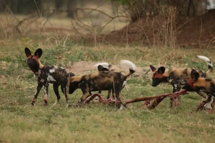 🕓5-Day Liuwa Plains Safari with Meals