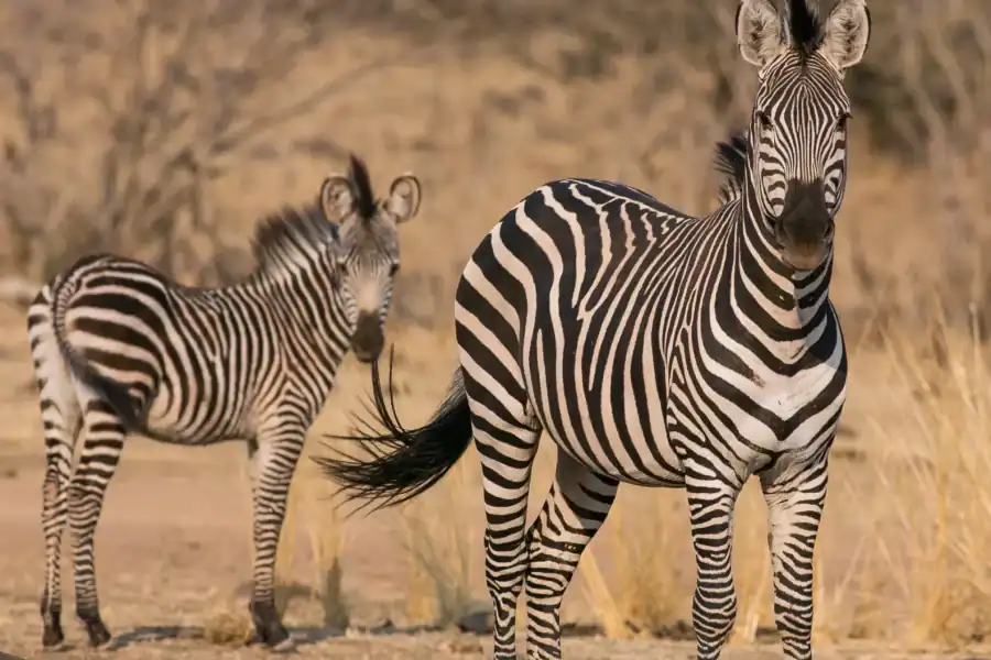 🕓5-Day Mid-Range Group Safari to Tanzania's most famous parks