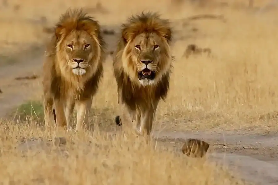 🕓5-Day Triple Country Safari: Zimbabwe, Zambia& Botswana
