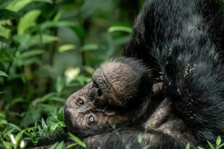 🕓5-Day Uganda Safari: Chimpanzees& Gorillas on midrange