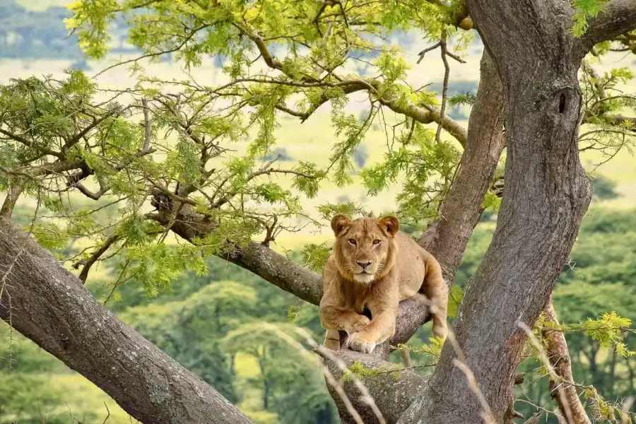 🕓5 Days Safari in Uganda