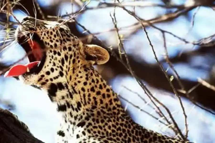 🚸5 Days Safari To Tsavo East, West & Amboseli From Mombasa