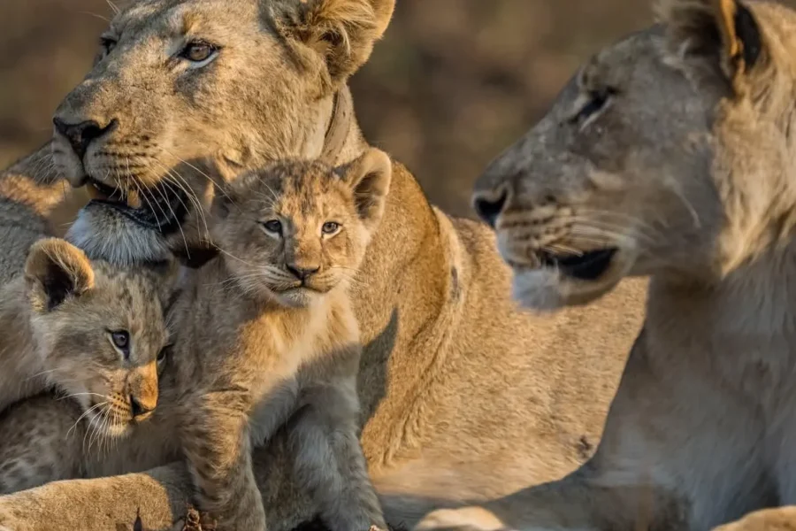 🕓5 Days/4Nights Lake Malawi& Liwonde National Park Tour