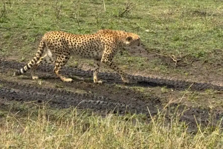 🕓5-Hours Nairobi National Park Game Drive 4×4 Vehicle