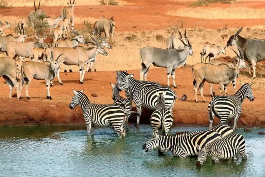 🕓5days Tour Tsavo East& west,Amboseli from Mombasa / Nairobi