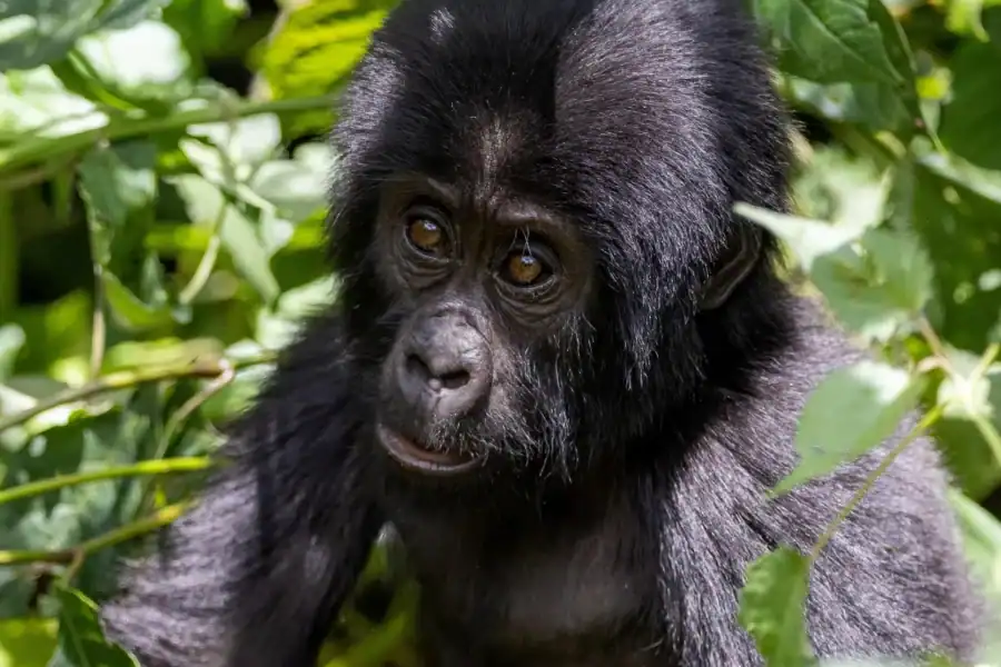 🕓6 Day Gorilla tracking and Wildlife Safari