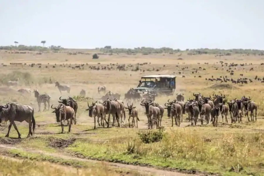 🚸6 -day Kenya Safari From Nairobi.