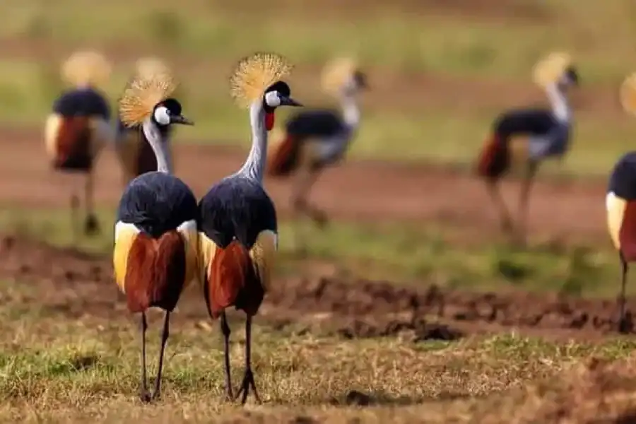 🚸6 Days, Group Safari To Masai Mara, Lake Nakuru And Amboseli