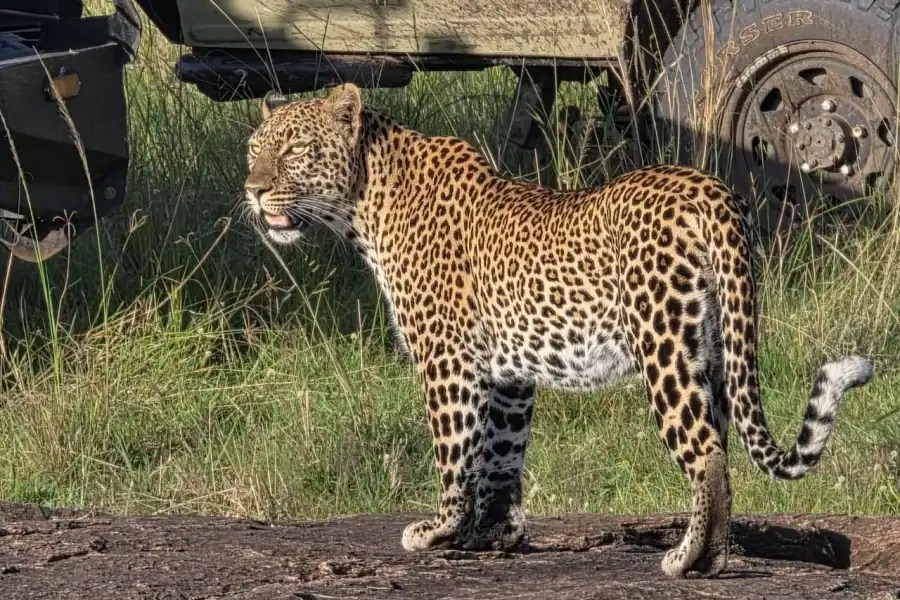 🕓6 Days Kenya Budget Safari