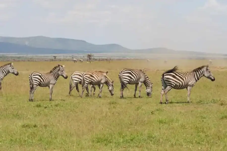 🚸6 Days Kenya Budget Safari