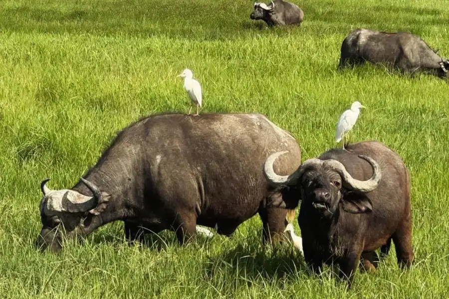 🕓6 – Days Northern Serengeti Wildebeest Migration safari