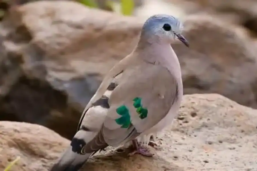 🚸6hrs Of Birdwatching In Nairobi National Park