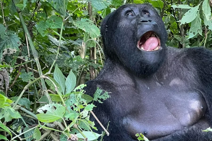 🕓7 Day Rwanda Adventure Safari Gorilla Trekking Experience