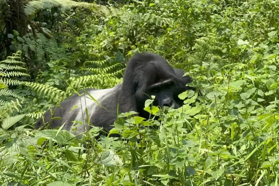 🕓7 Day Rwanda Uganda Primates Trekking and Wildlife Tour