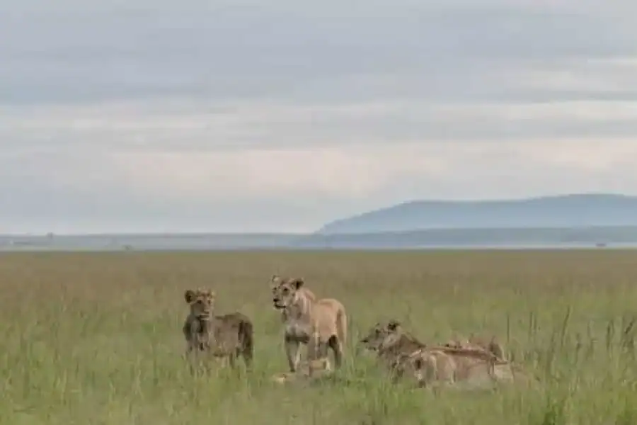 🚸7 Days Highlight Of Kenya Urban & Bush Safari