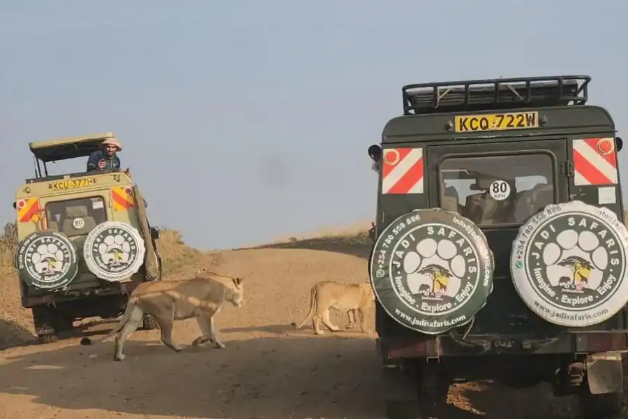 🕓8-Day Authentic Kenya Safari with Culture, Safari& Wildlife