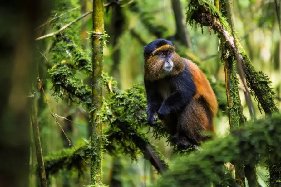 🕓8-Day Rwanda& Burundi: Primates Big Five And Cultura