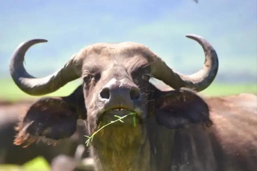 🕓8 Days Migration Safari in Tanzania (Serengeti, Ngorongoro)
