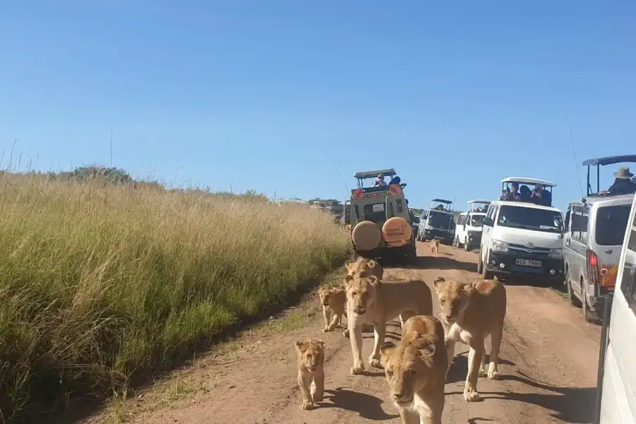 🕓9-Day Group budget Safari Through Kenya and Tanzania