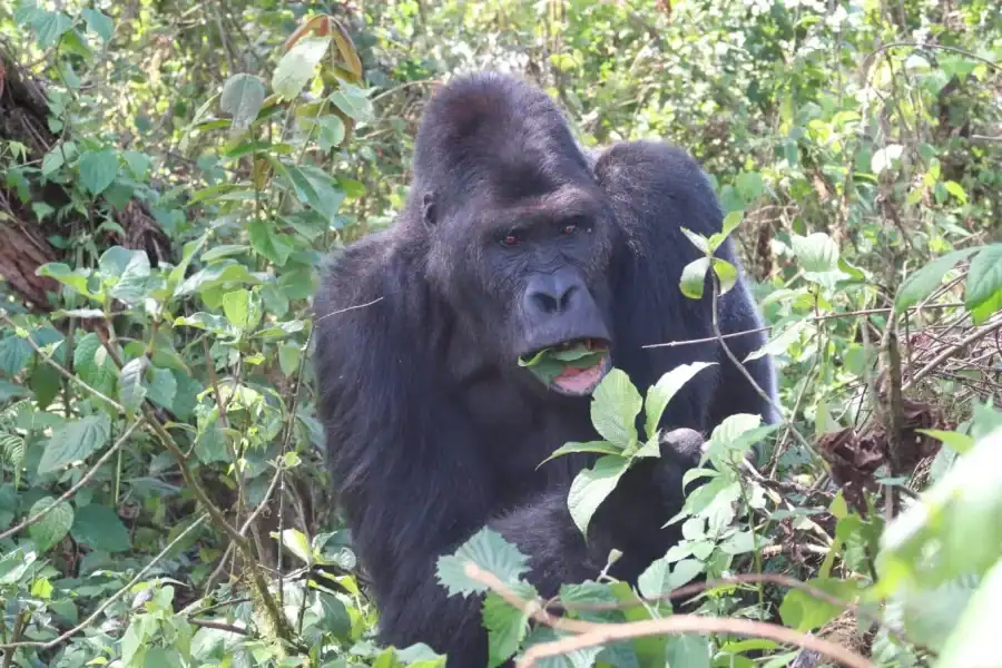 🕓A 10-day Lowland Gorilla trek expedition in DR Congo